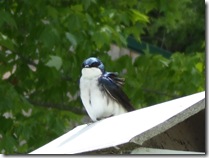 DSCF1159
