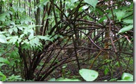 DSCF2766