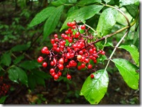 DSCF2759