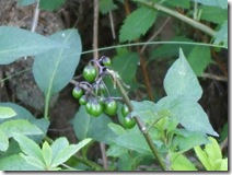 DSCF2862