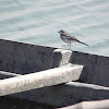 Amur/white wagtail