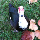 Muscovy Duck