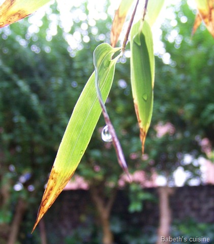 [bambou pluie[9].jpg]