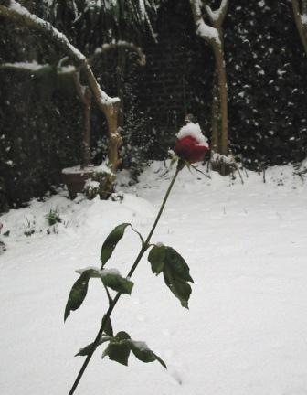 [rose en hiver[4].jpg]