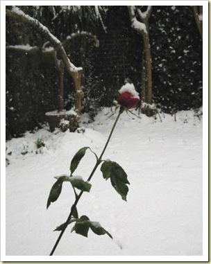 rose en hiver