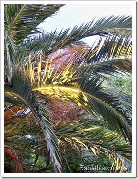 palmiers 2