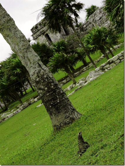 iguana palms