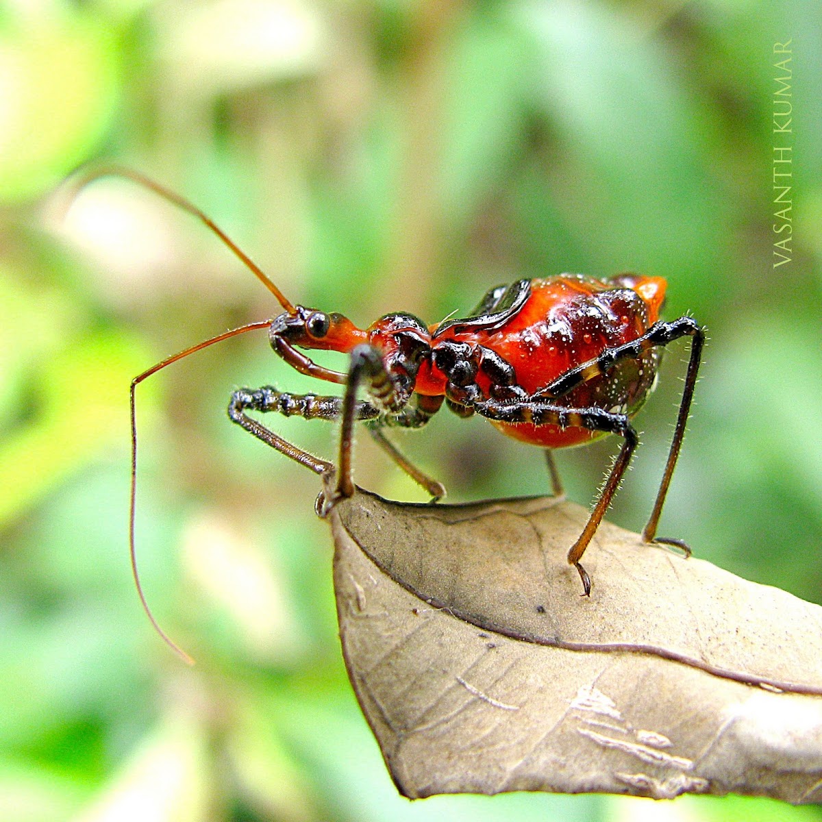 Nymph of an assassin bug
