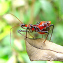 Nymph of an assassin bug