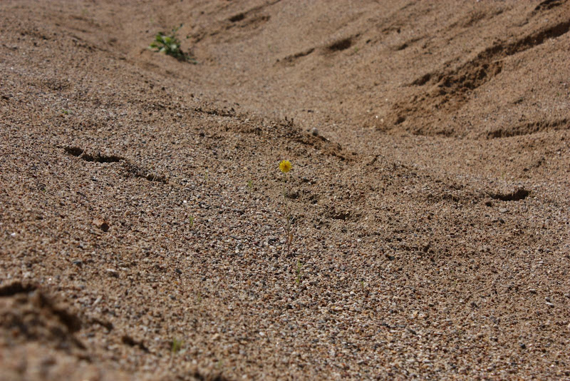Подмосковная пустыня - карьер в Сычево.