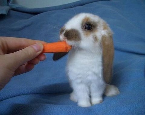 [cute+rabbits+flickzzz.com+2002-710389.jpg]