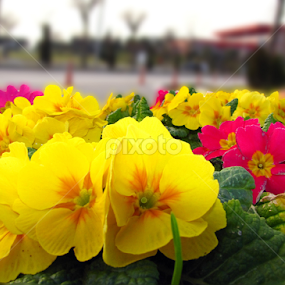 Spring by Suaib Akhter - Nature Up Close Gardens & Produce