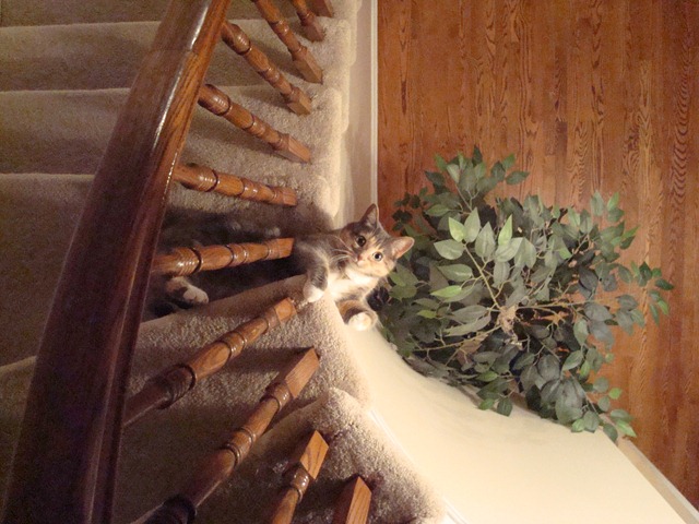 [Molly stairs[4].jpg]