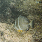 White spotted tang