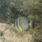 White spotted tang