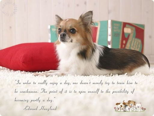 Pet Dogs Lovely Quotes part 2