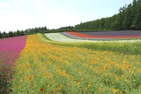 [15 Biei Hokkaido-fields of flowers[5].jpg]
