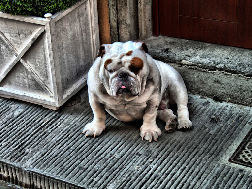 Craigslist American Bulldog Goldenacresdogs Craigslist American Bulldog