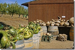 Gourds,-green-and-dried
