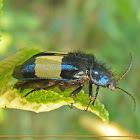 Jewel bug (Buprestidae sp.)