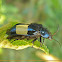 Jewel bug (Buprestidae sp.)
