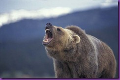 Grizzly-Bear-Roar