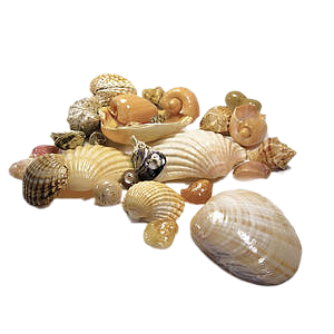 CAJ.SCR.FR%20SEA-LIFE%2017.png