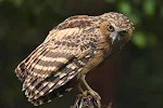 Γλαυκόμορφα