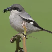 Διπλοκεφαλάς