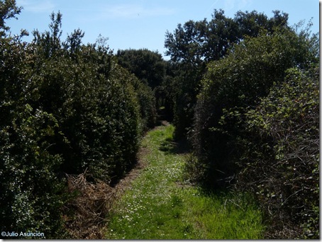 Pasillo de vegetación - ruta de las encinas de Olóriz