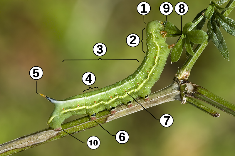 [caterpillar-morphology4.png]