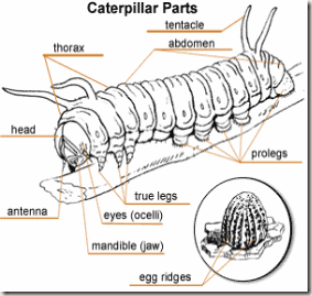 caterpillar-body-answers
