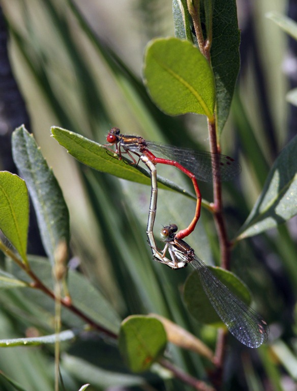 [10_07_03_new_forest_144_small_red_damselfly[4].jpg]