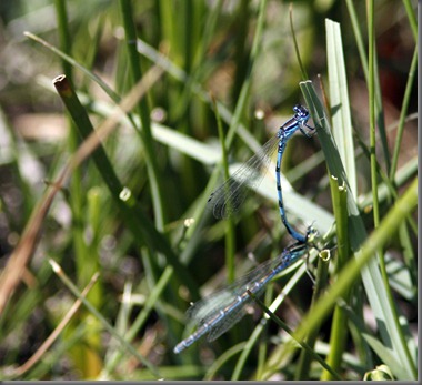 10_07_03_new_forest_092_southern_damselfly