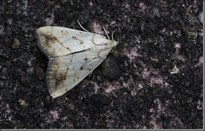 10_07_20_moths_026_Evergestis extimalis