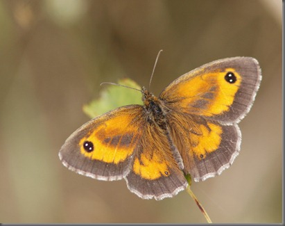 10_07_20_cliffe_002_gatekeeper