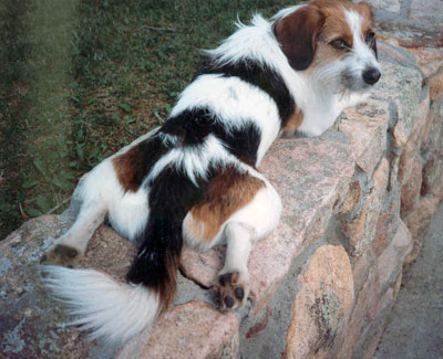 A calico dog? - German Shepherd Dog Forums