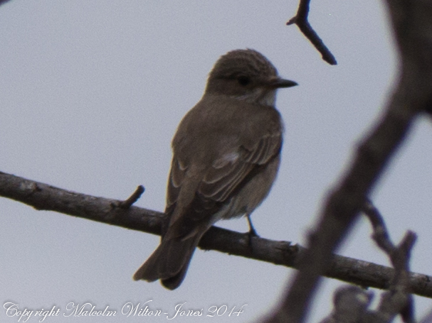 Spotted Flycatcher; Papamoscas Gris