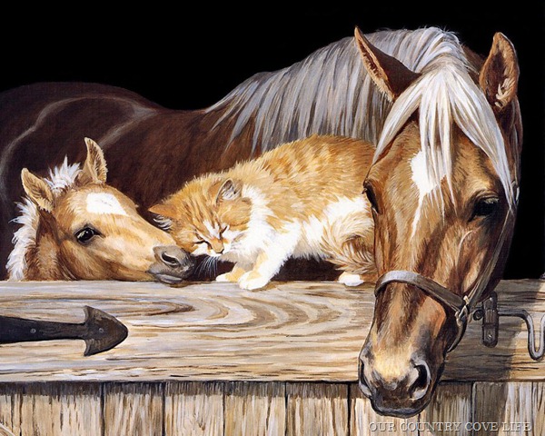 [cat-being-friendly-with-horses[4].jpg]