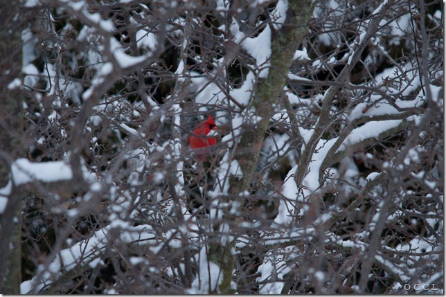 cardinal (2 of 5)