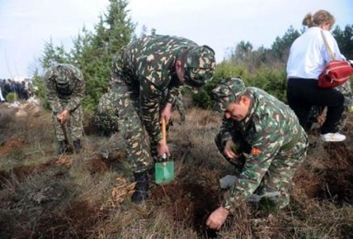 macedonian tree planting