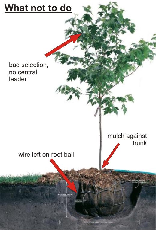 How to Plant a Tree