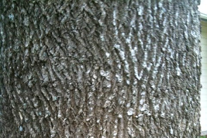 texas ash tree lifespan