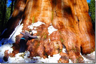 Karen and giant sequoia