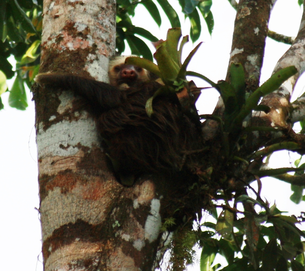 Hoffmann's Two-Toed Sloth