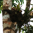 Hoffmann's Two-Toed Sloth