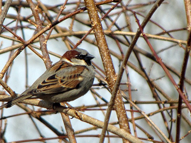 [House sparrow[5].jpg]