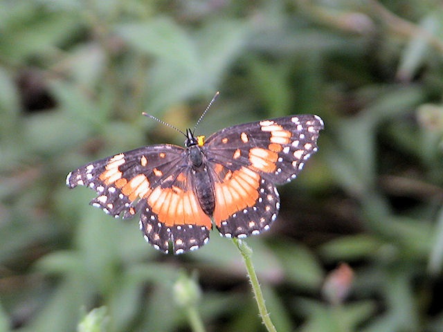 [butterfly63.jpg]