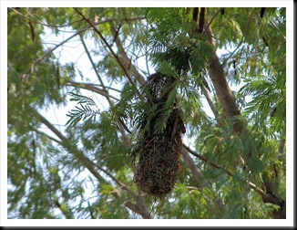 oriole nest