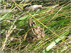 Leopard frog maybe